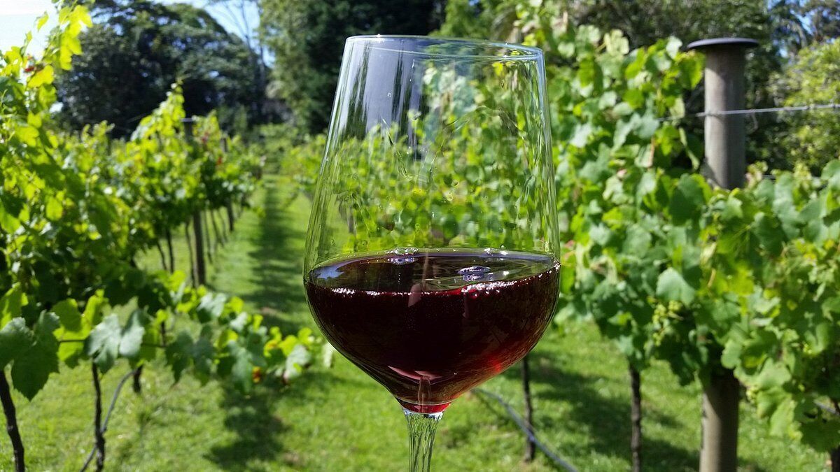 Un verre de vin rouge, rempli, posé dans un vignoble.