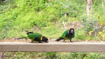 Deux oiseaux perchés sur une corniche, avec une table et des chaises en contrebas.