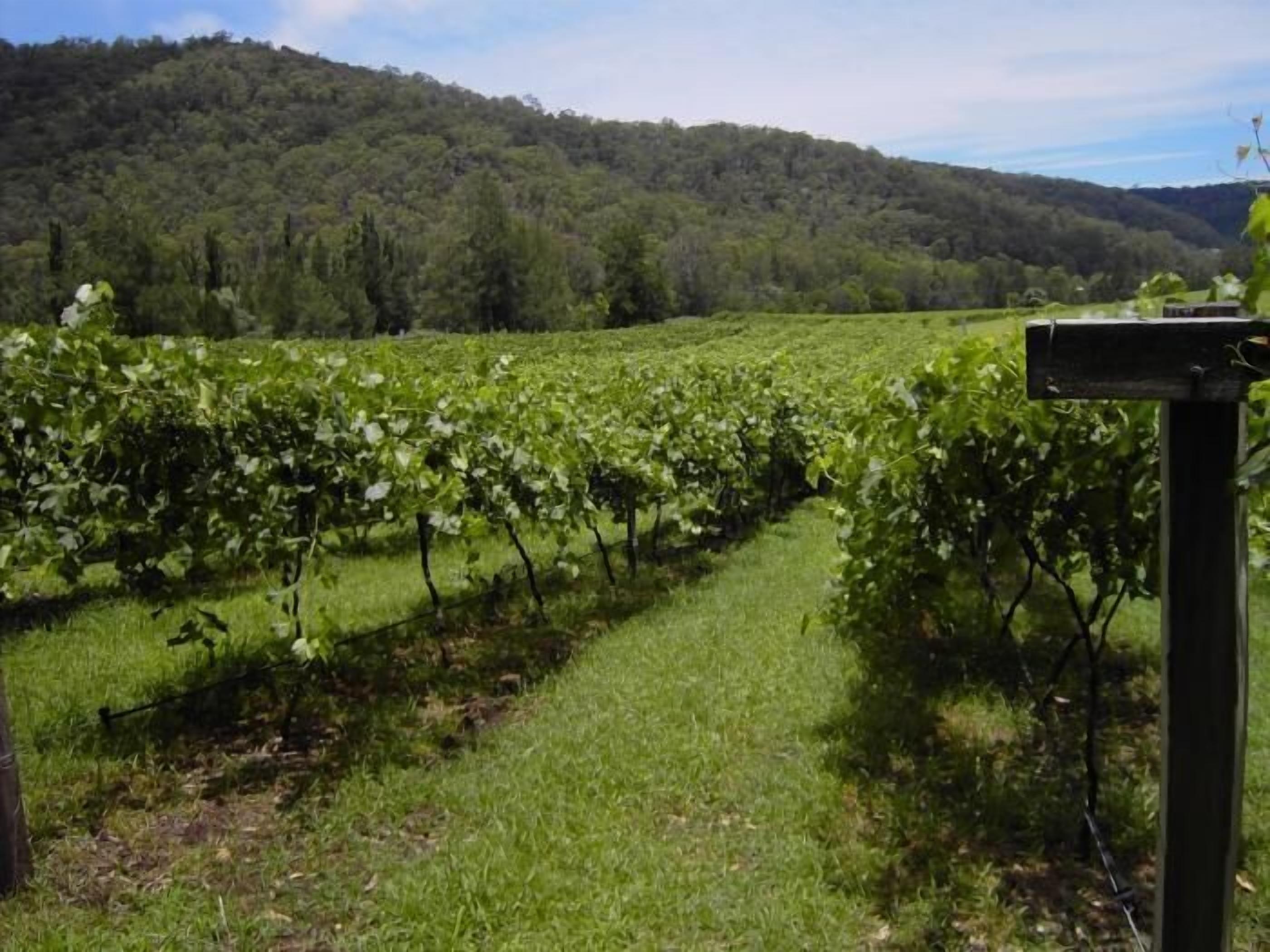 Ein Weinberg mit Reihen von Weinreben und einem grasbewachsen Pfad.