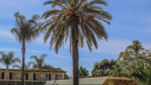 A hotel with a green lawn, palm trees, and a stone wall. - Motel Riverina (Leeton)