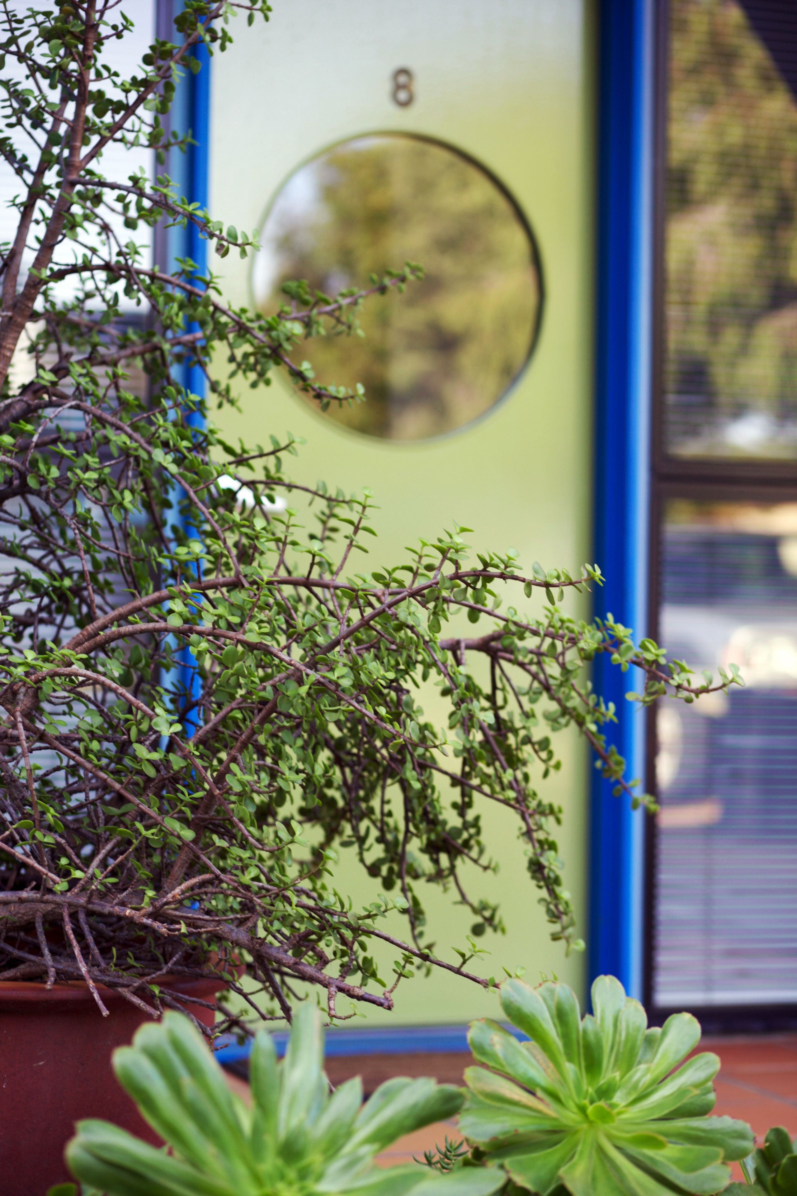 A potted plant with green leaves in front of a building with a circular window and a number "8" on the wall.