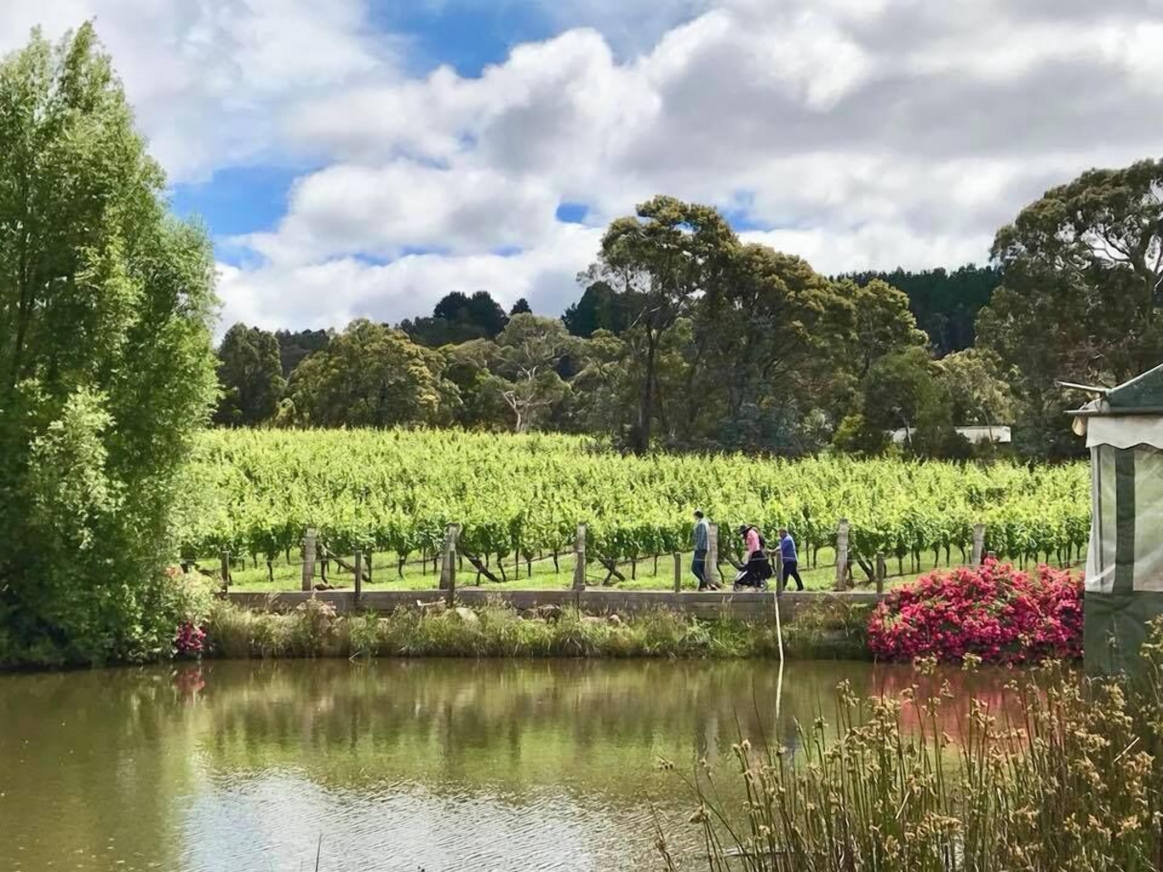 Viñedo con hileras de vides y una masa de agua al frente.