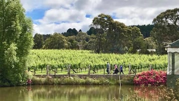 Viñedo con hileras de vides y una masa de agua al frente.