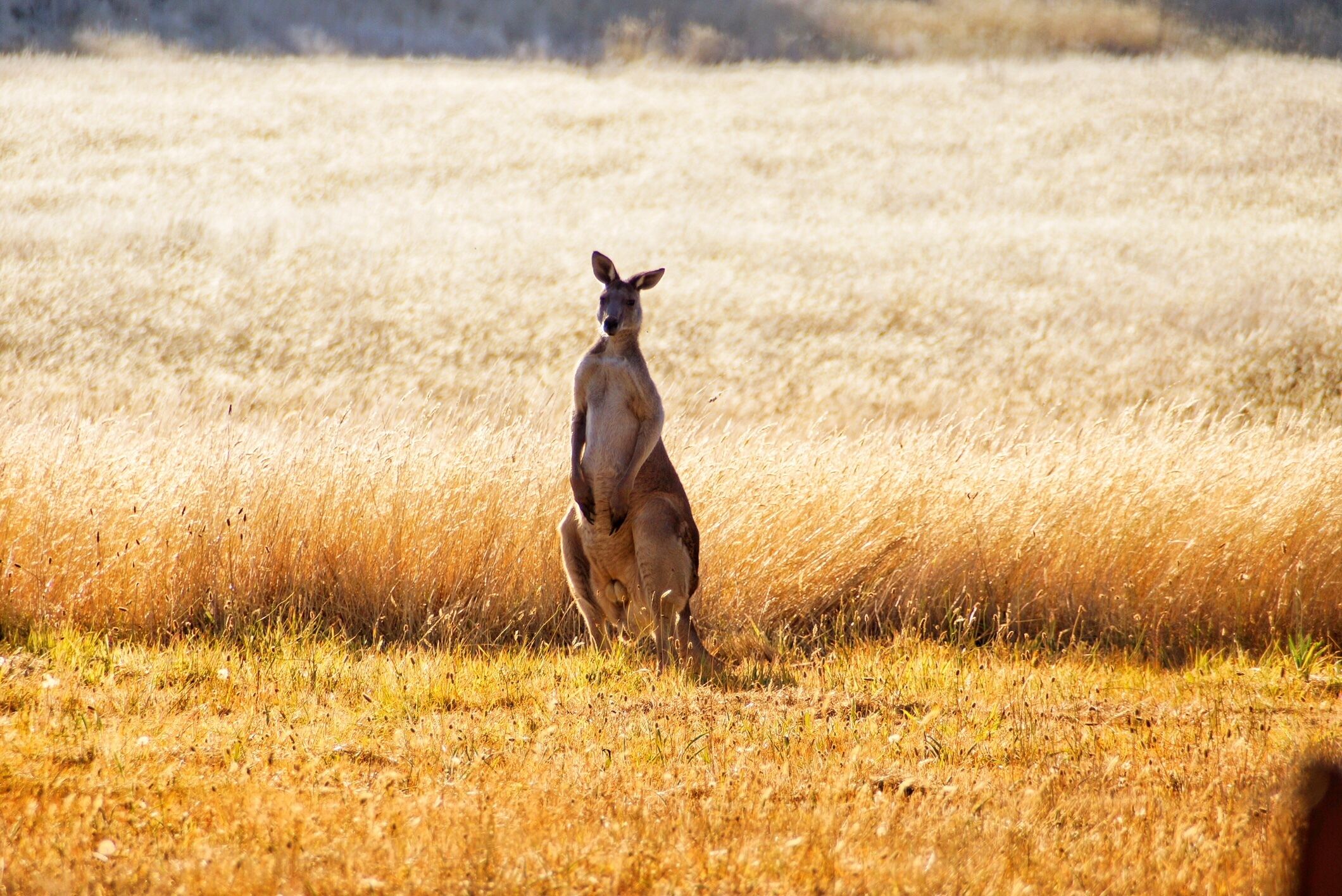 A kangaroo standing in a field of dry grass.