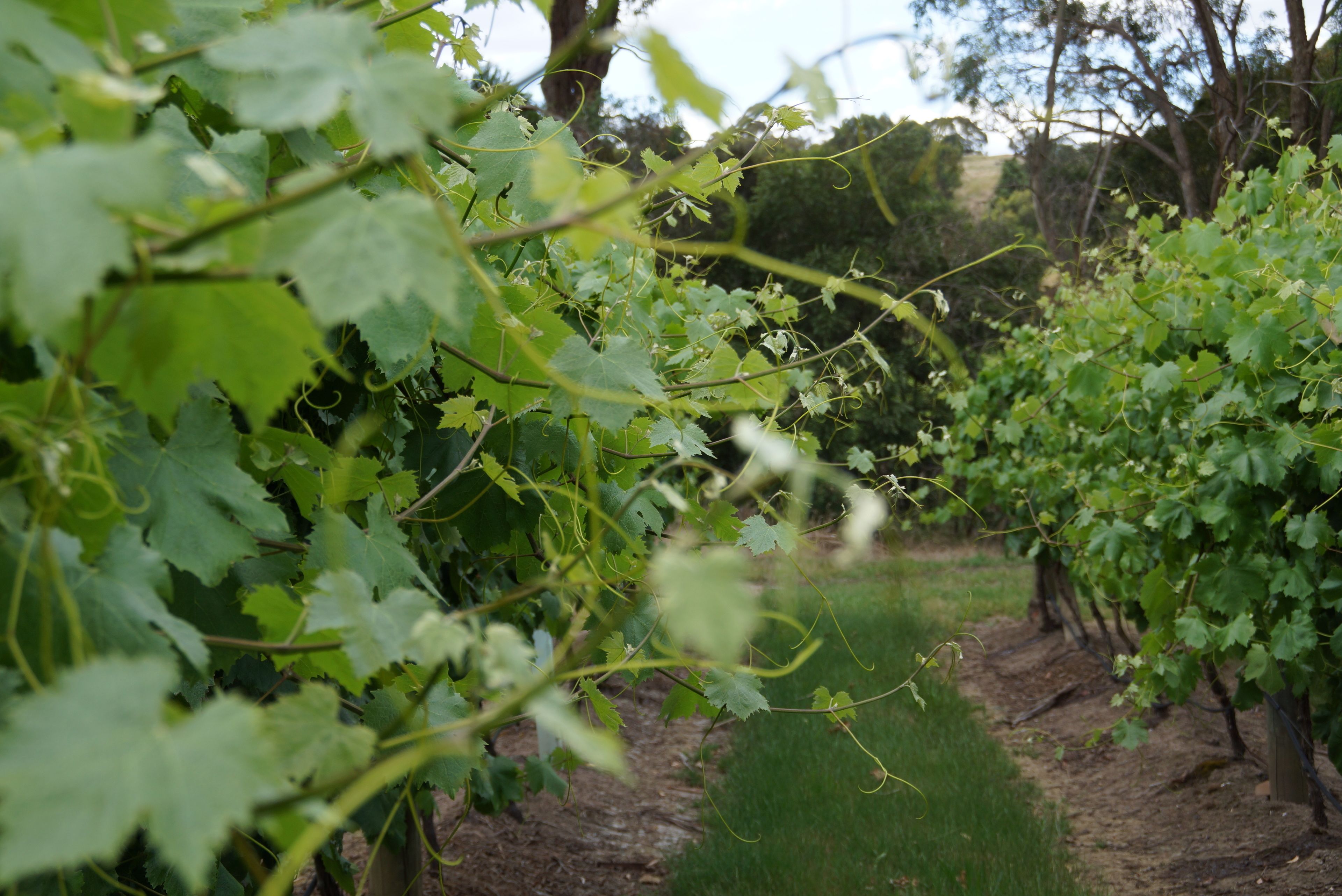 Viñedo con hileras de vides y un sendero estrecho entre ellas.