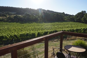 Vineyard view