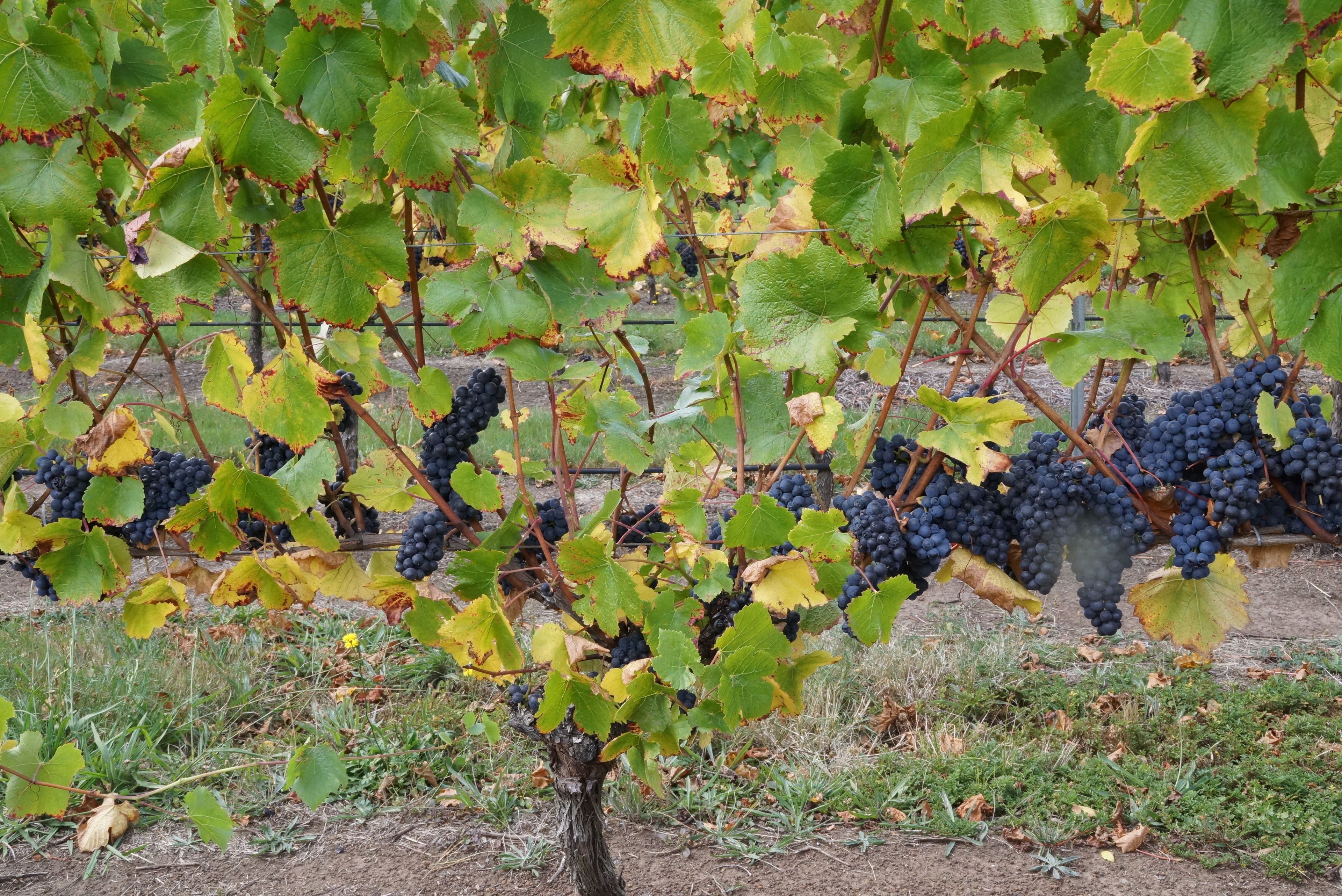 A vineyard with grapevines bearing clusters of dark grapes.