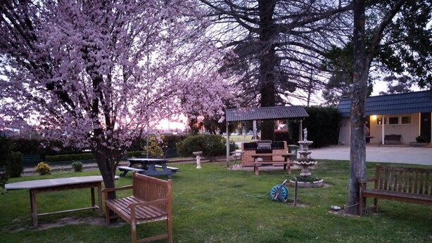 An outdoor seating area with wooden benches and picnic tables, surrounded by blooming cherry trees.