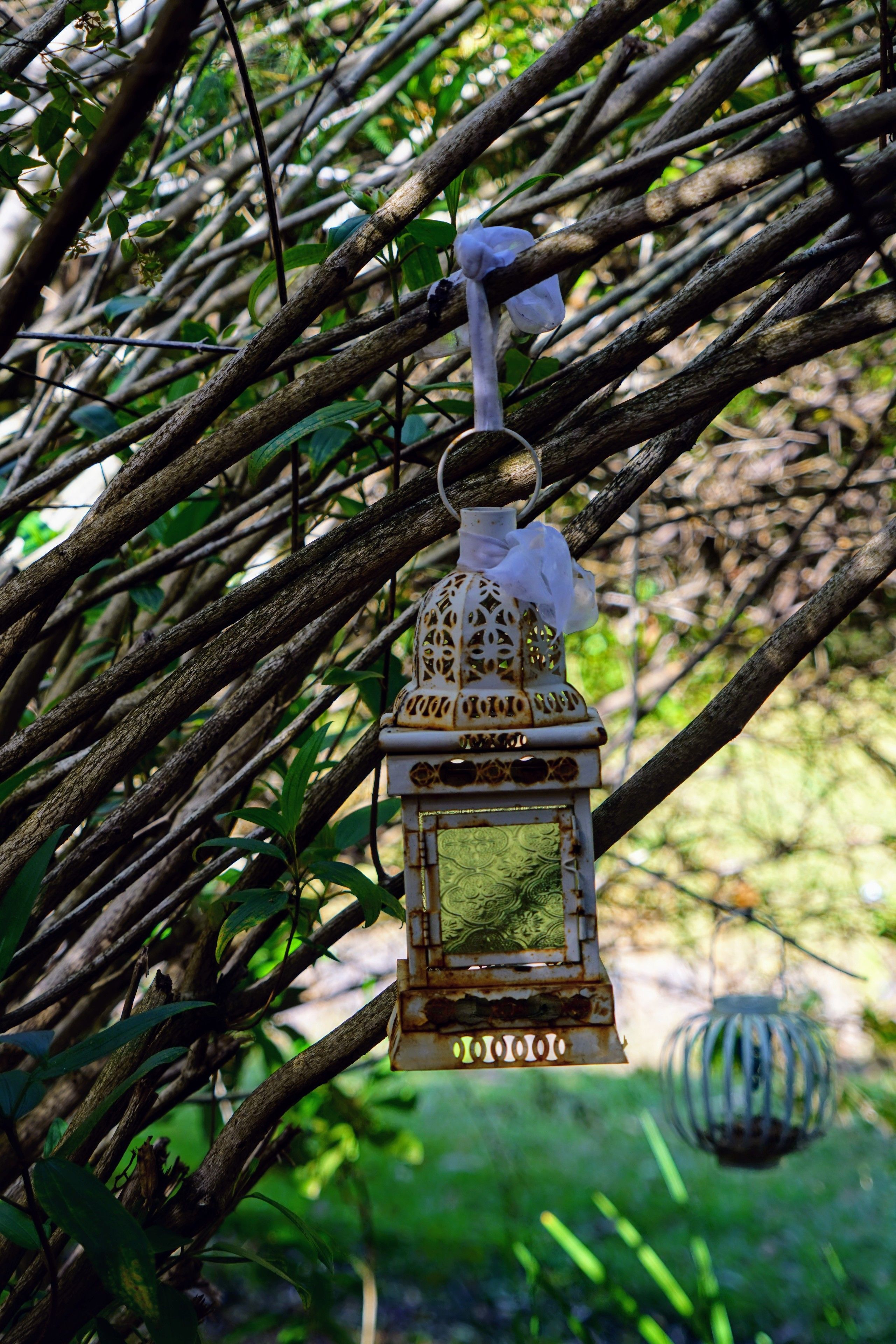 A lantern hanging from a tree branch.