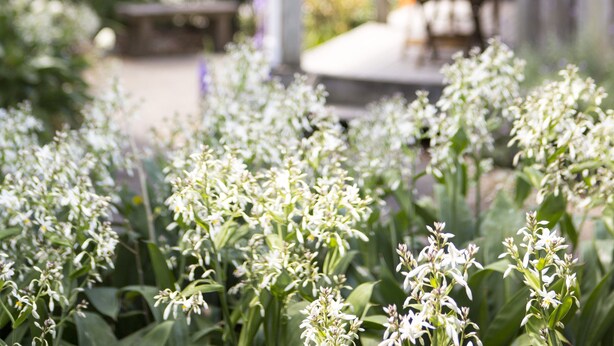 A garden with white flowers and a wooden structure in the background. - Church Accommodation (Hahei)