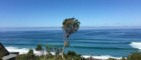 A coastal view with a tree in the foreground and a clear blue sky.