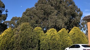 Un estacionamiento con un coche blanco, un árbol grande y un edificio al fondo.