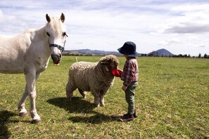 A person standing in a grassy field with a horse and a sheep.
