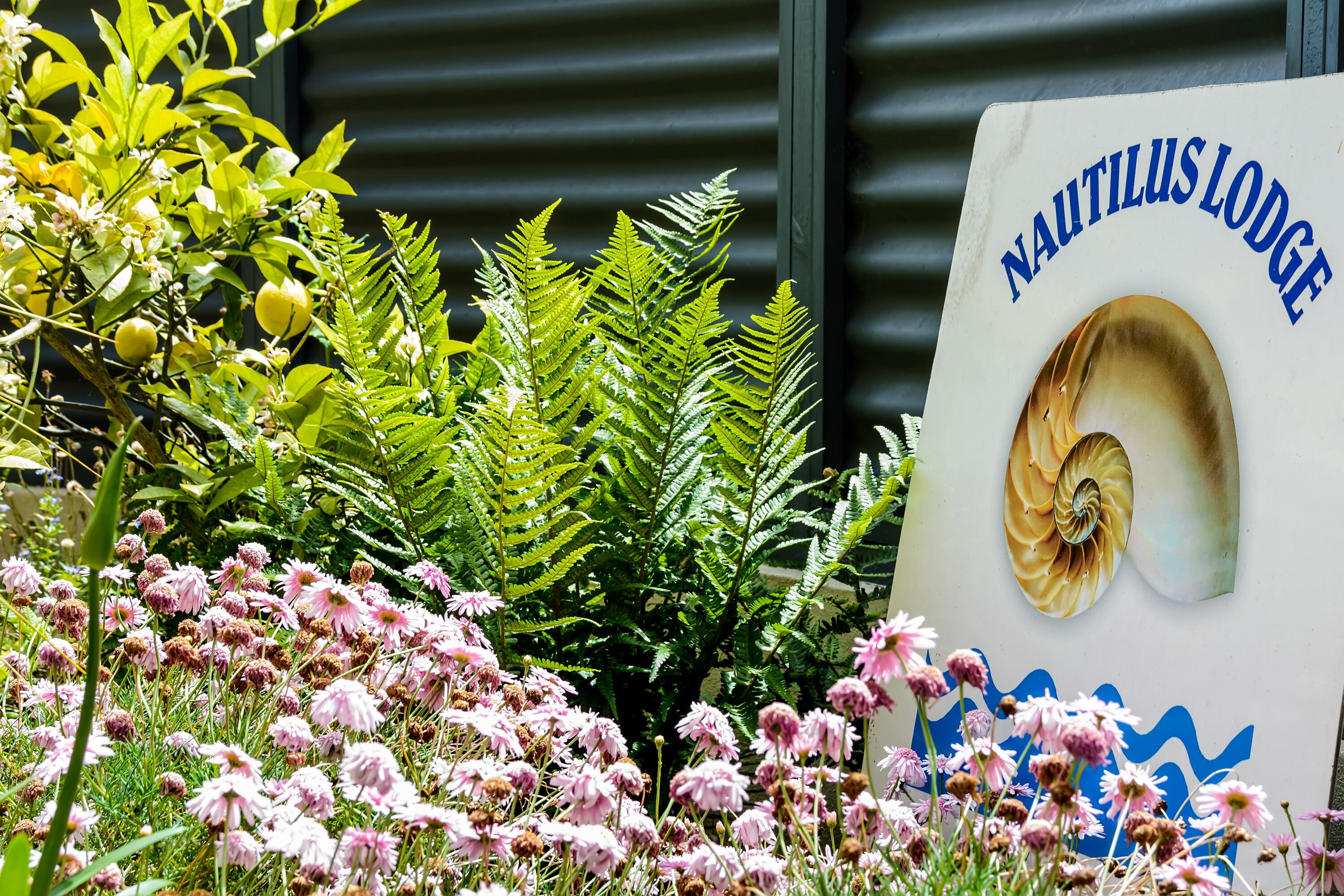 A sign for Nautilus Lodge with a seashell design and a fern plant in the foreground.