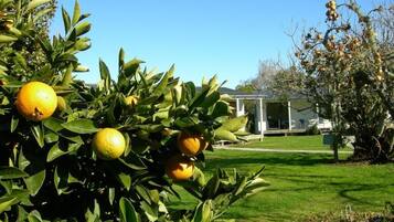 Un jardín con naranjos y un edificio al fondo.