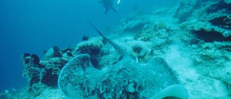 An underwater scene with a manta ray and a diver.