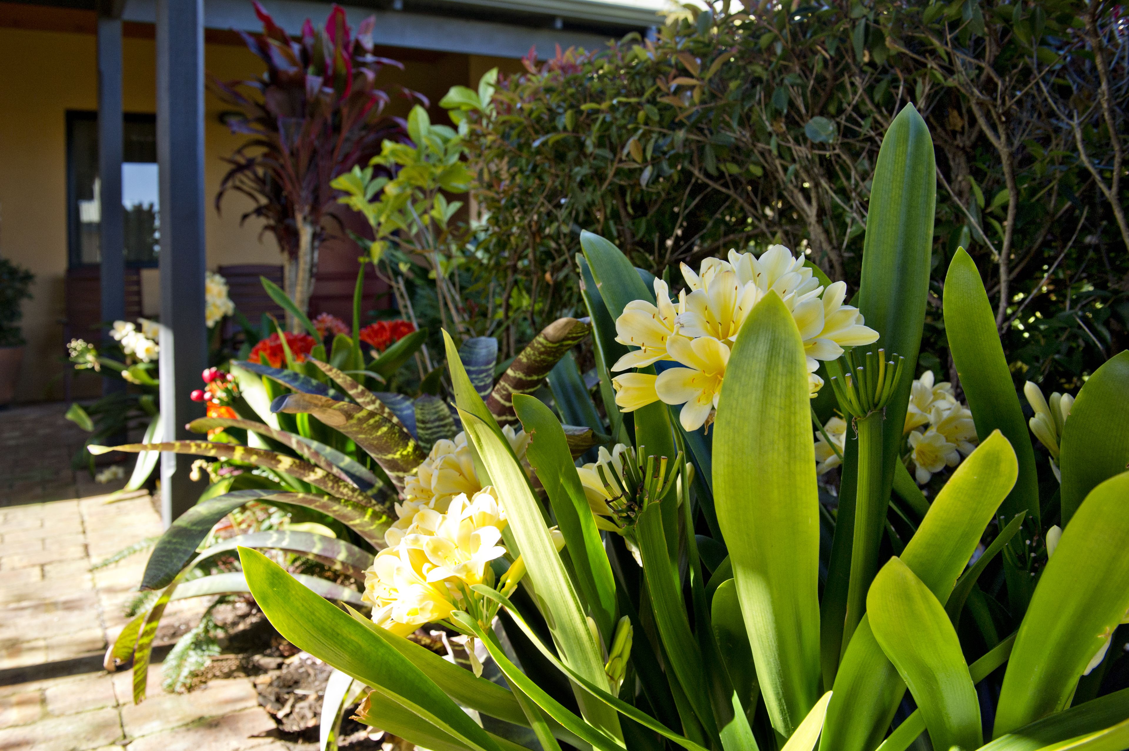 A garden with various plants and flowers, including yellow and red blooms.