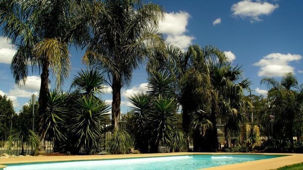 A pool surrounded by palm trees and a clear sky. - Echuca Motel (Echuca)
