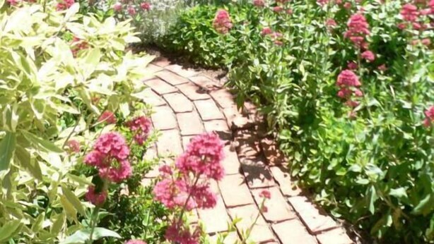 Garden - Walnut Cottage (Angaston)