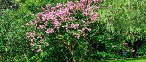 Un árbol con flores rosadas en una zona cubierta de hierba, con follaje verde y tupido al fondo.