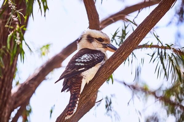 A bird perched on a branch. - Lorne Foreshore Caravan Park (Lorne)