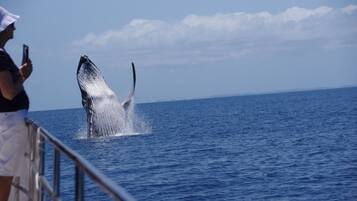 Una ballena emergiendo del océano.