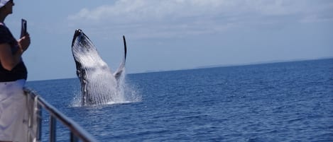 Una ballena emergiendo del océano.