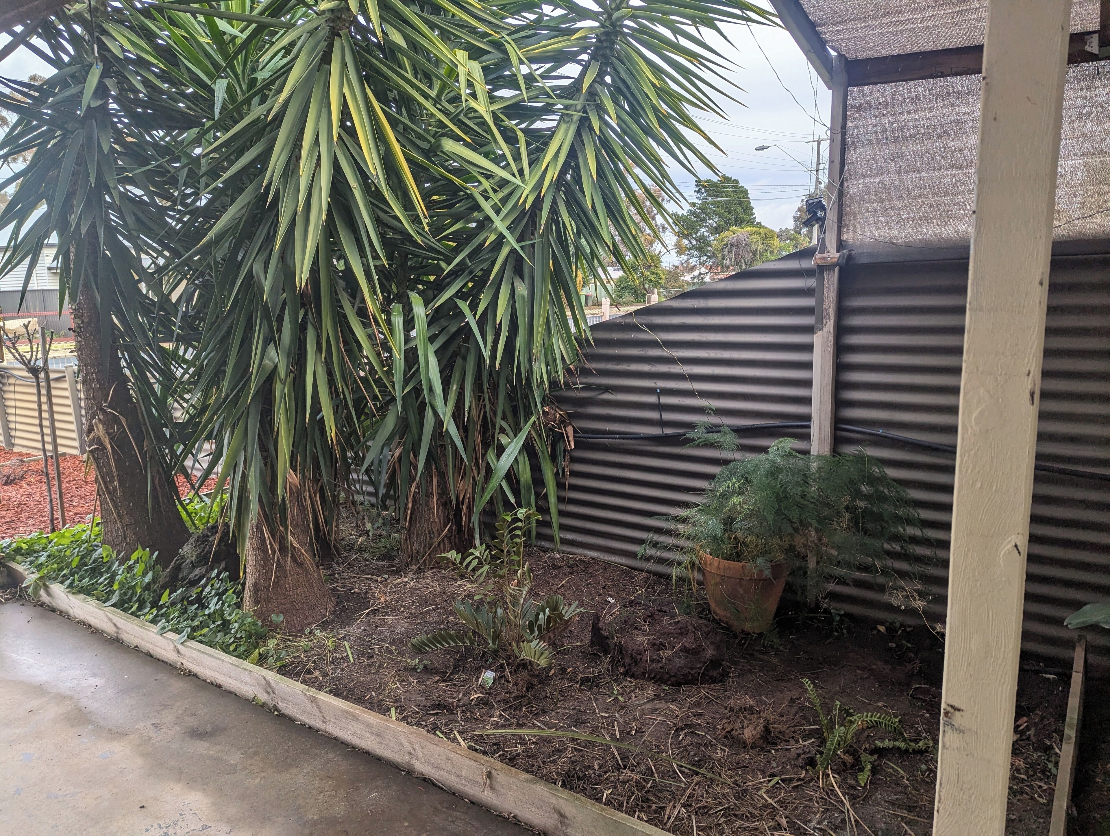A garden area with a large tree, a corrugated metal wall, and a potted plant.