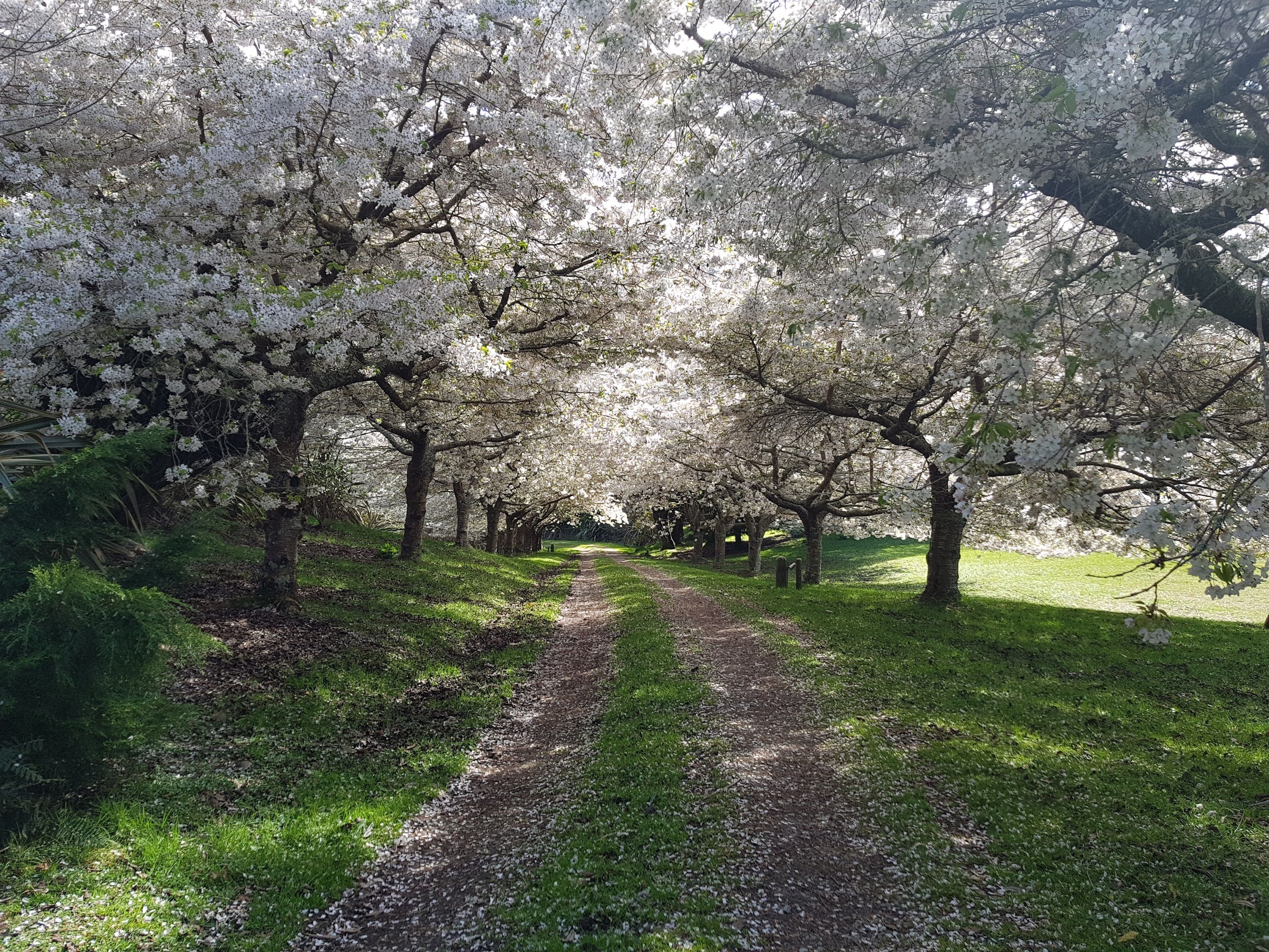 A pathway lined with cherry blossom trees.