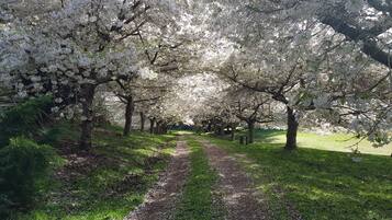 A pathway lined with cherry blossom trees.