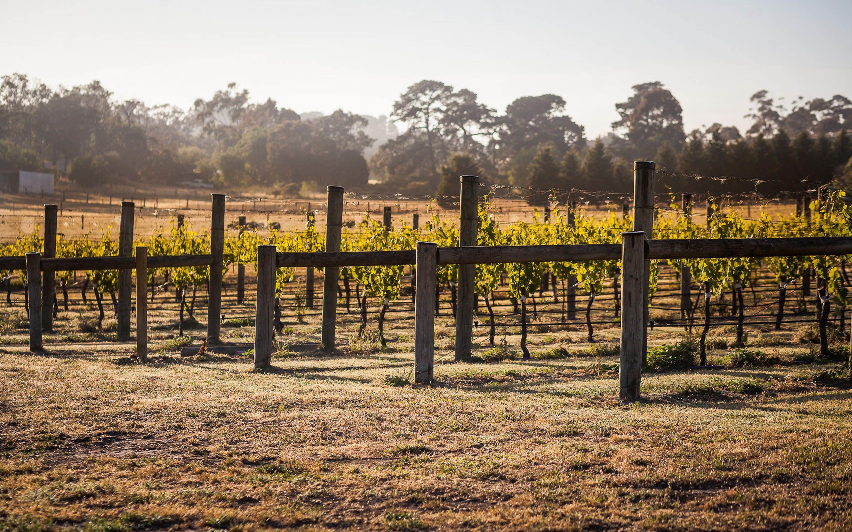 Un vignoble où les rangs de vignes sont délimités par des clôtures en bois.