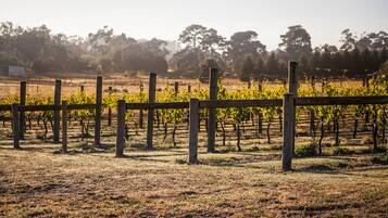 Un vignoble où les rangs de vignes sont délimités par des clôtures en bois.
