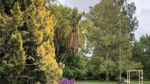 Un jardín ajardinado con diversas especies de árboles, incluyendo un árbol de hojas amarillas destacado y arbustos con flores moradas.