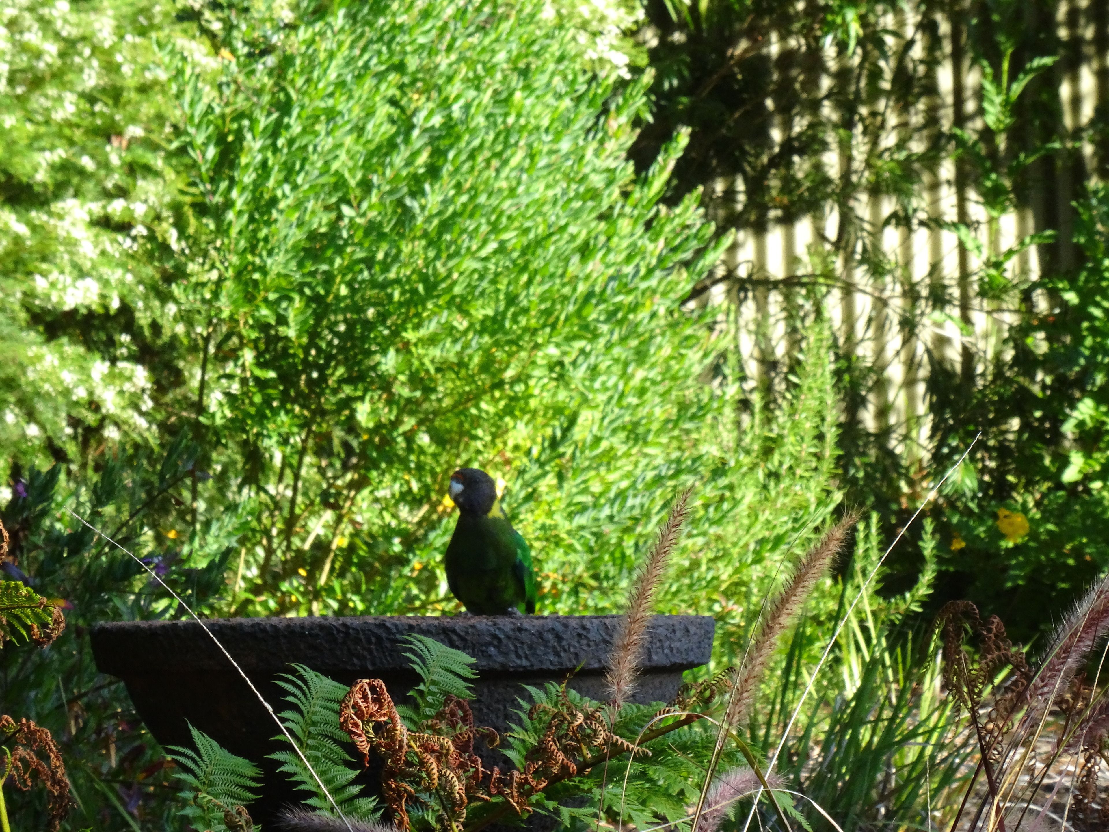 Un pájaro posado en un saliente de piedra rodeado de vegetación exuberante.