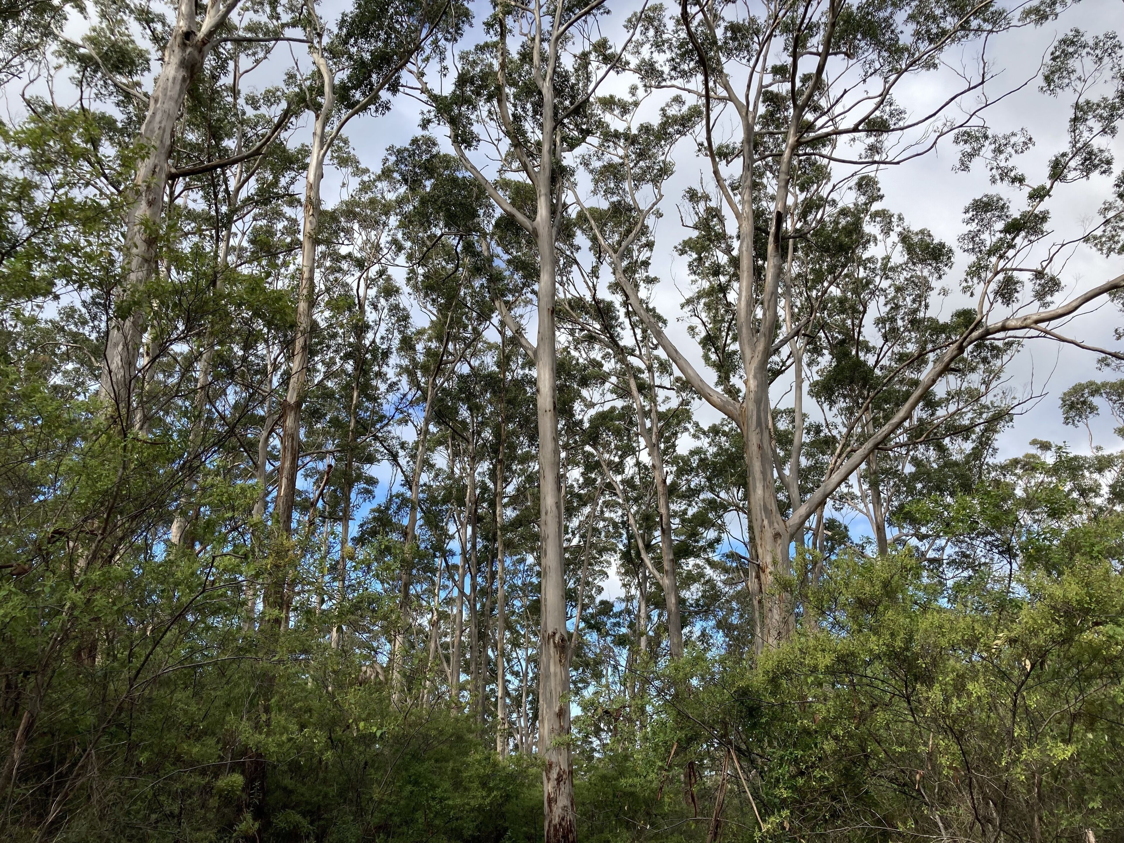 Un bosque frondoso con árboles altos y un cielo despejado.