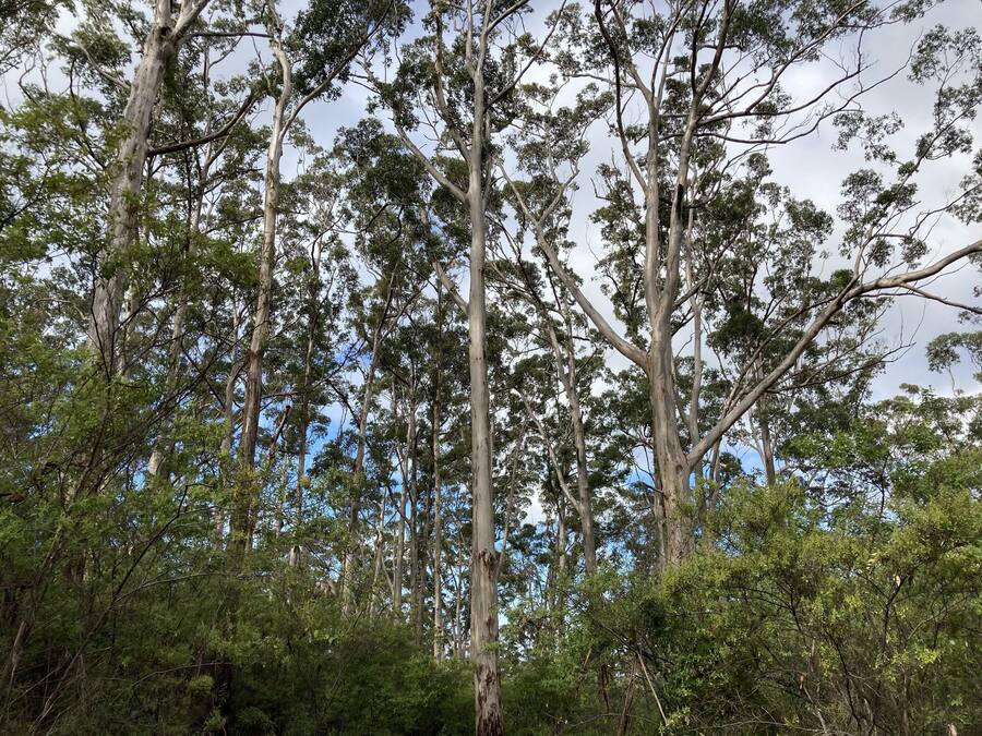 Un bosque frondoso con árboles altos y un cielo despejado.