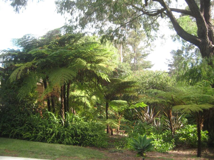 Un jardín exuberante con diversos tipos de árboles y helechos, un banco y un sendero.