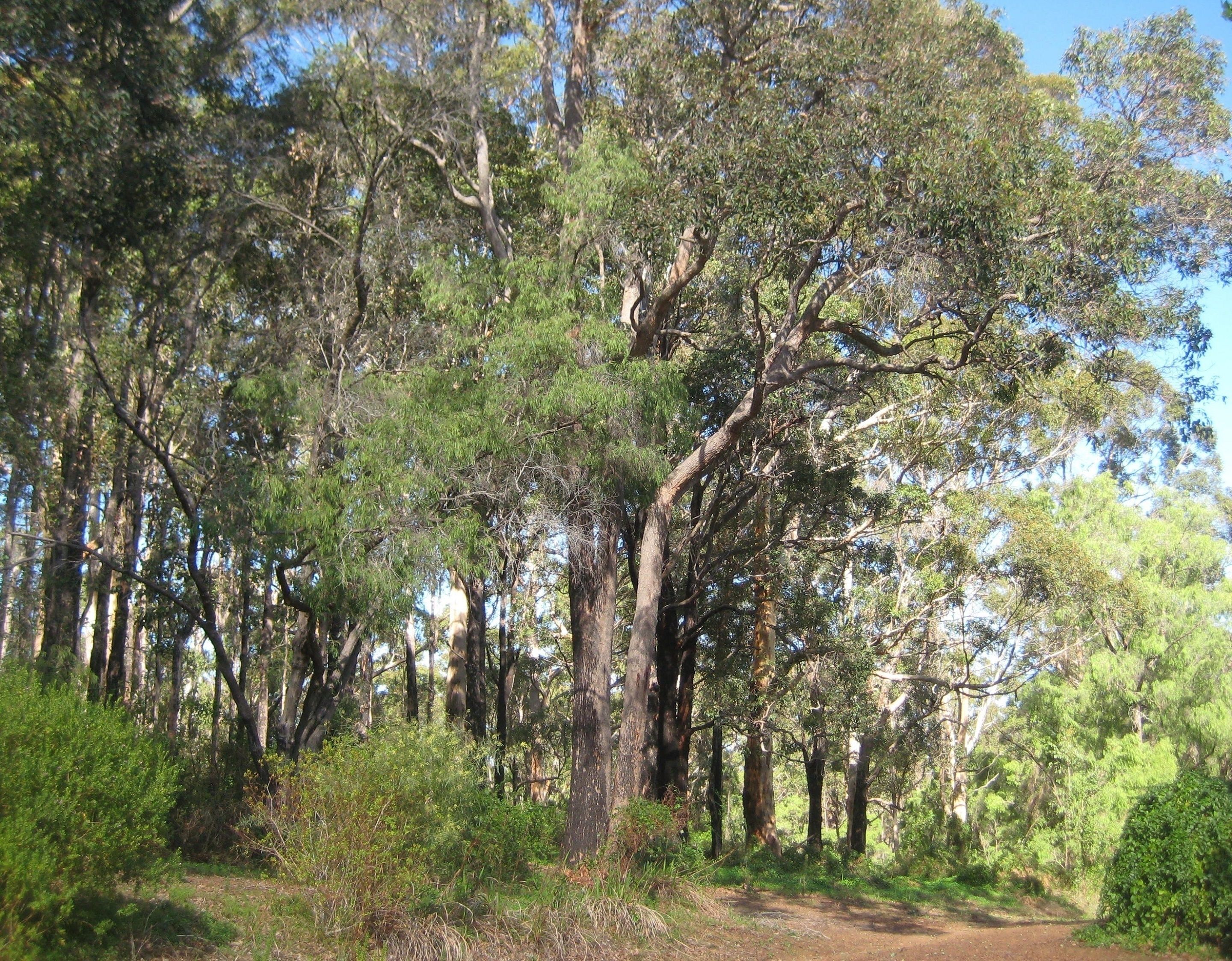 A forested area with a dirt path.