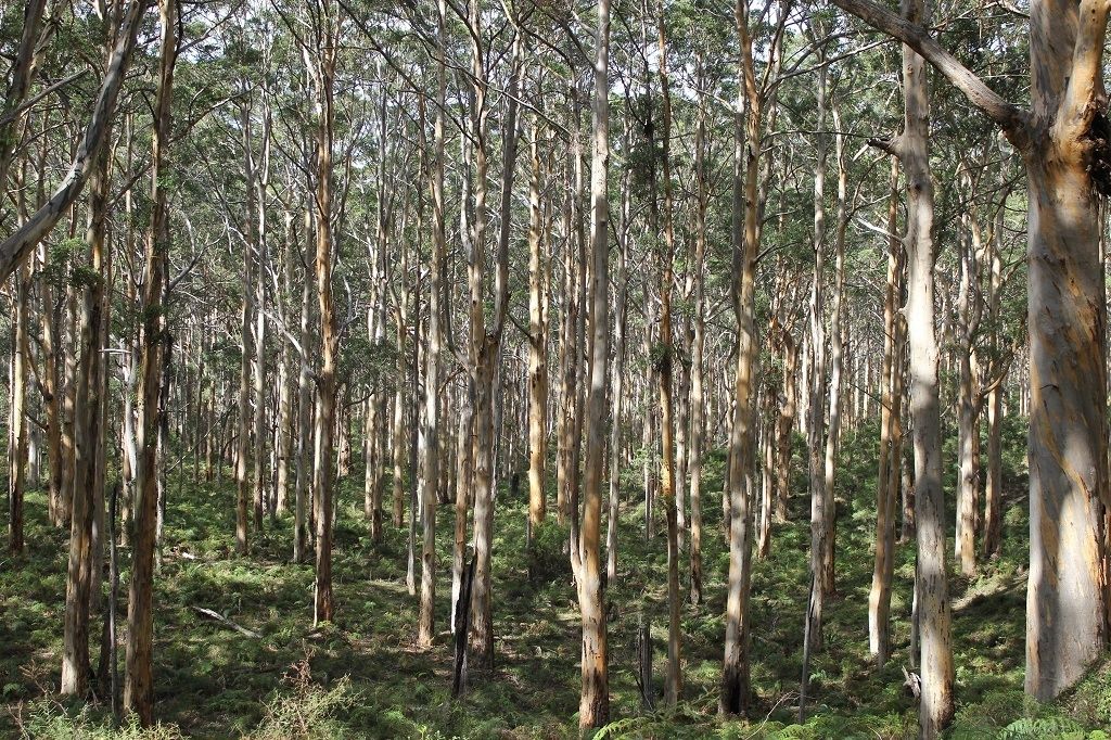 A dense forest of tall eucalyptus trees with a ground covered in green underbrush.