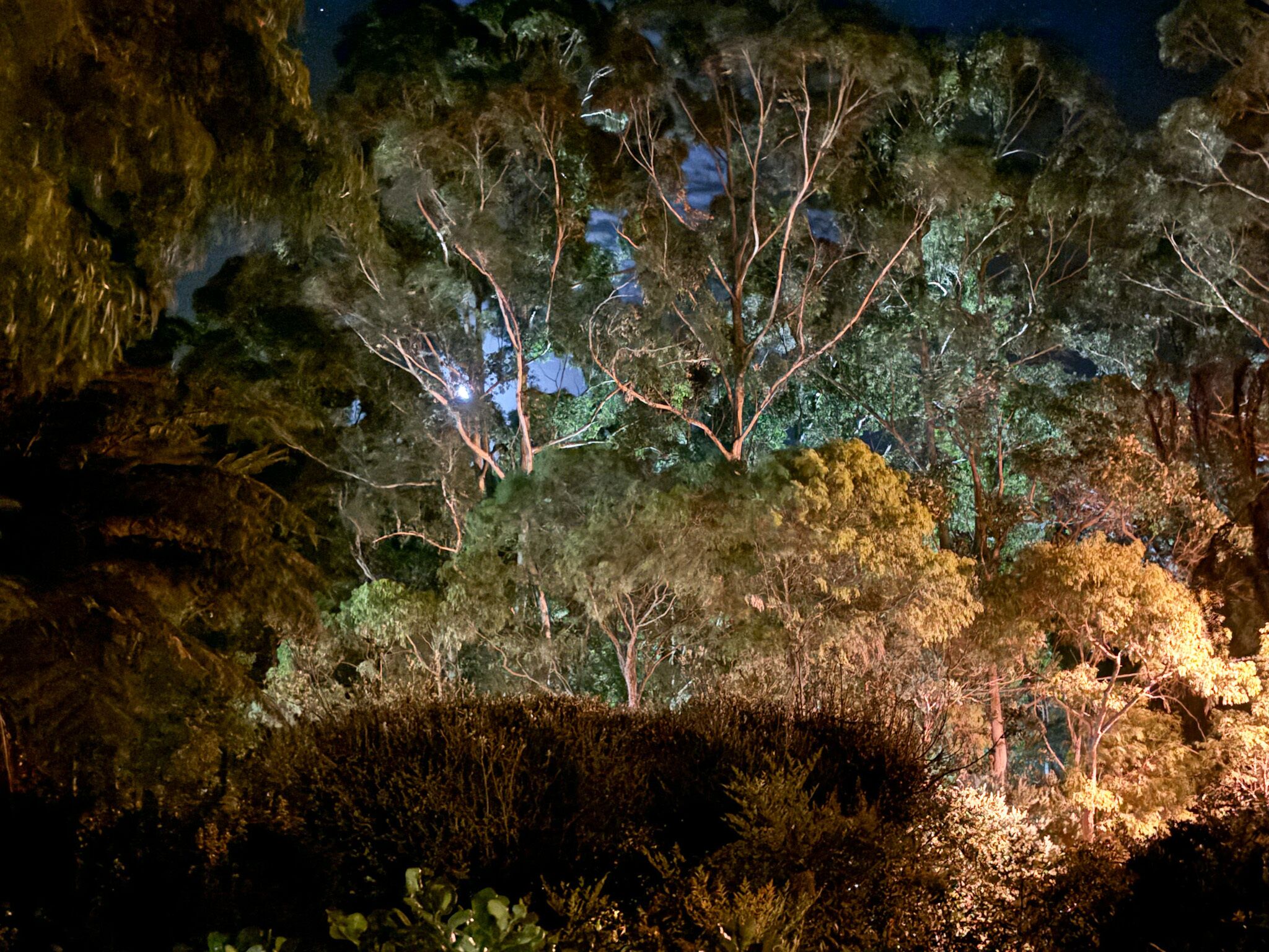 Vista notturna di una zona boschiva con alberi fitti e un arbusto ben curato in primo piano.