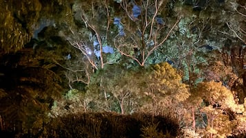 Vista notturna di una zona boschiva con alberi fitti e un arbusto ben curato in primo piano.