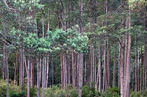 Un bosque denso de árboles altos y delgados, con una mezcla de follaje verde y ramas desnudas.