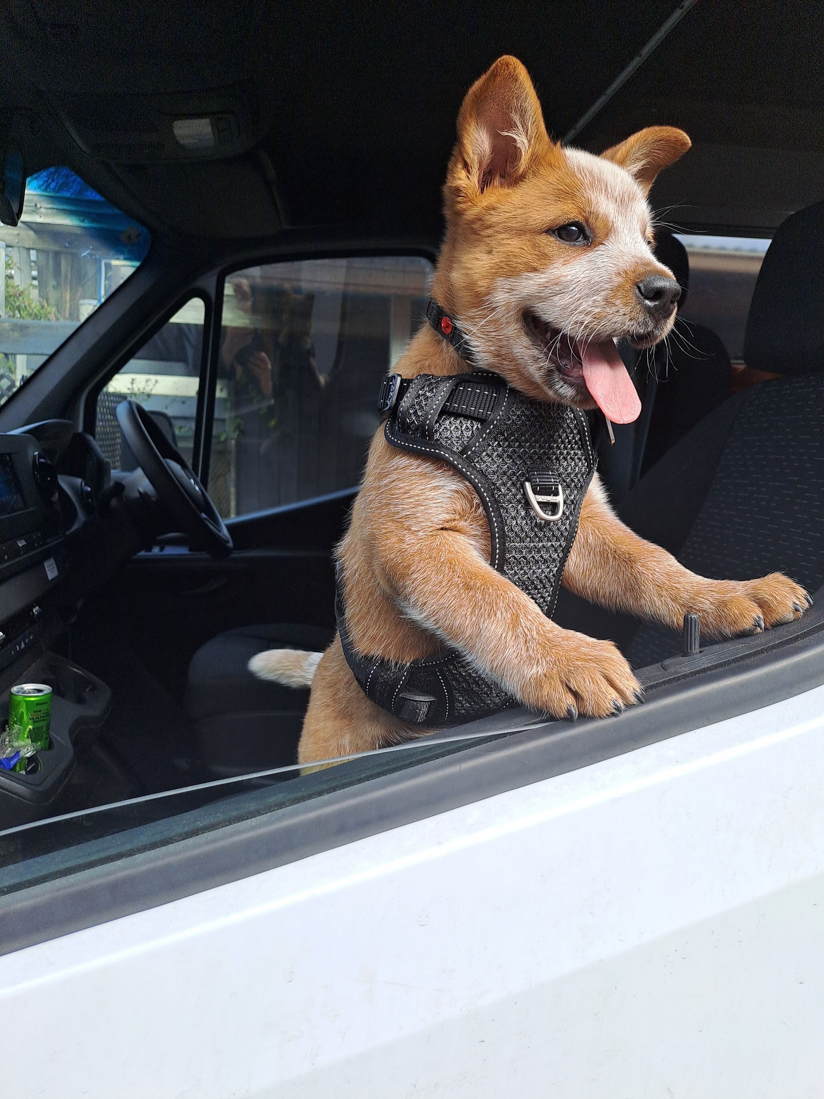 Foto - Ingenia Holidays Sydney Hills