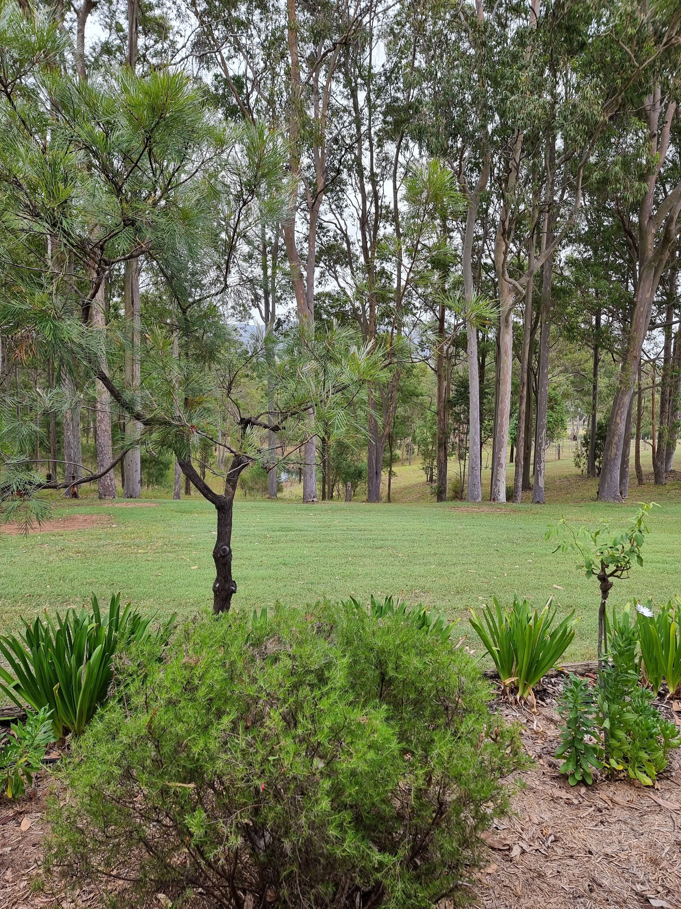 A park with a variety of trees, including tall ones and a smaller tree with a unique branch structure.
