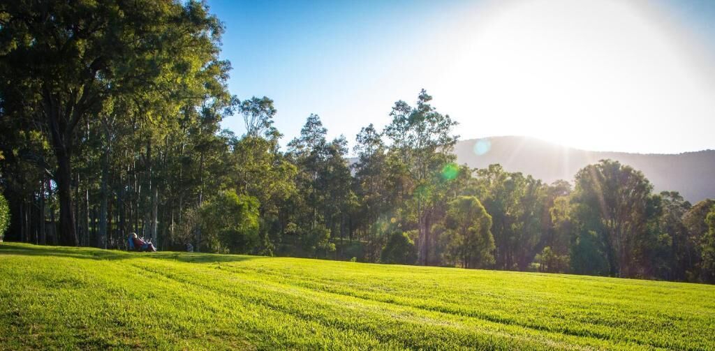 A grassy field with trees and a clear sky.