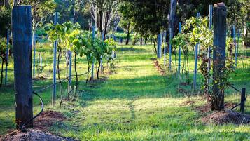 A vineyard with rows of grapevines supported by wooden posts and metal wires.