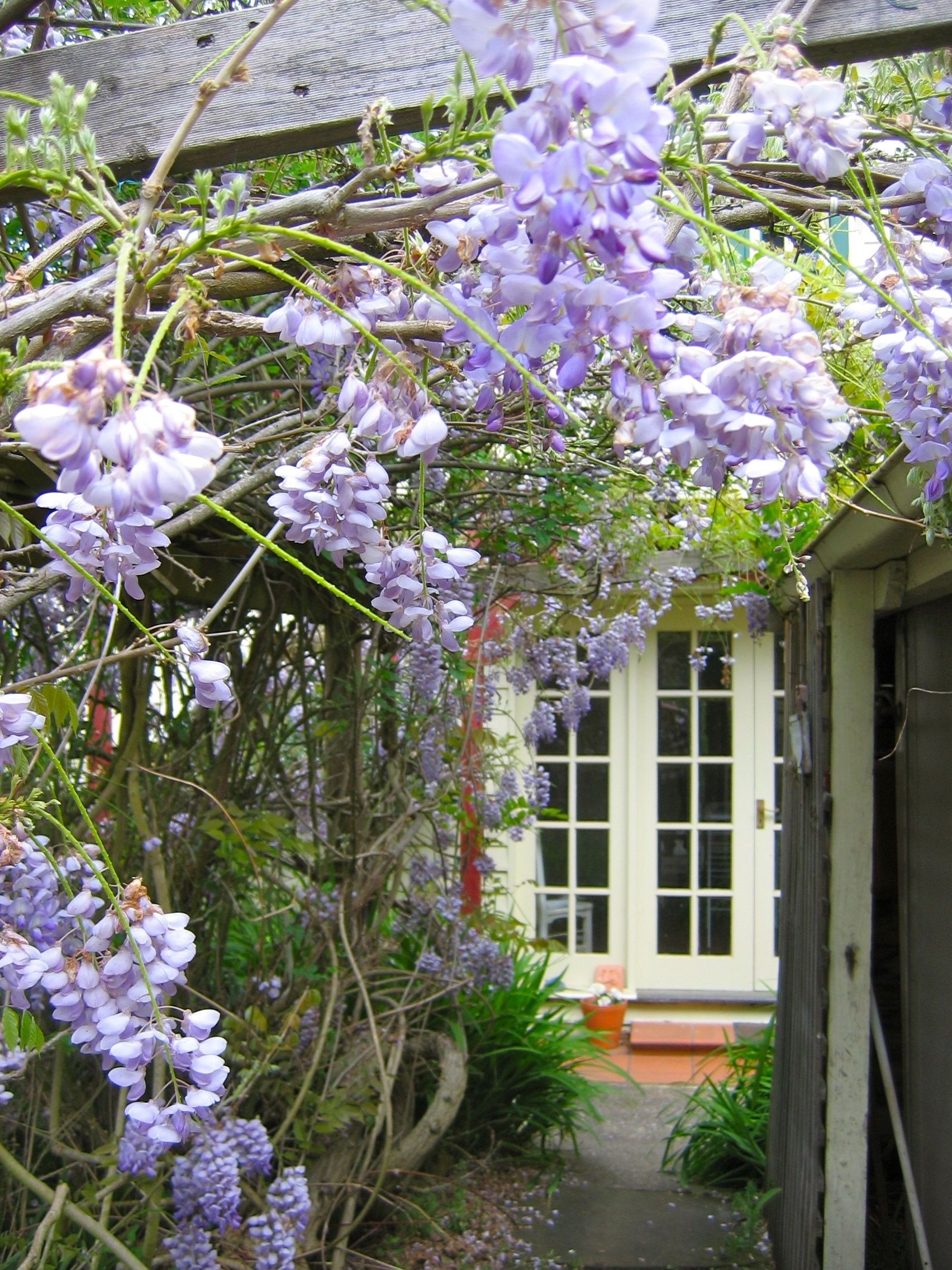 A garden with purple flowers and a white door.