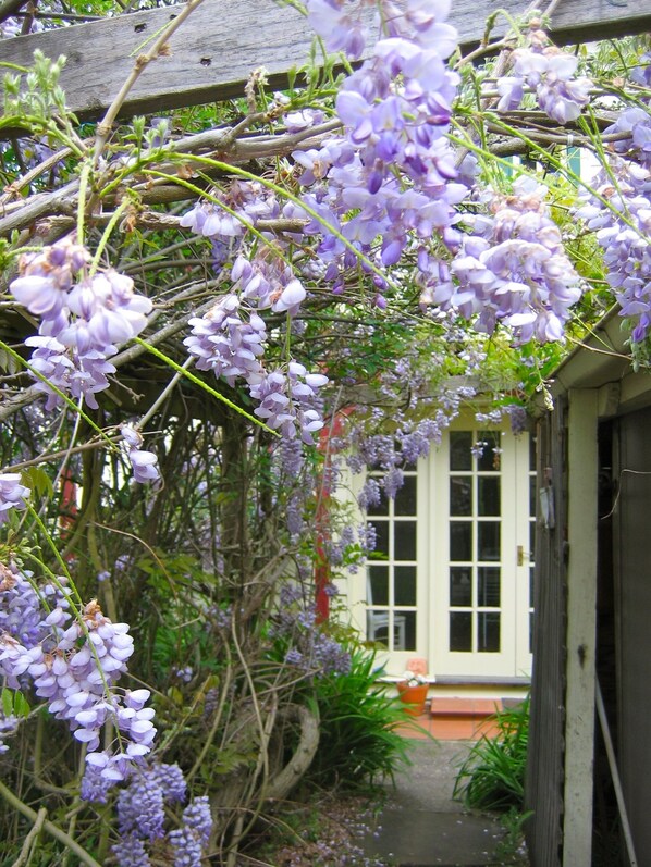 A garden with purple flowers and a white door.