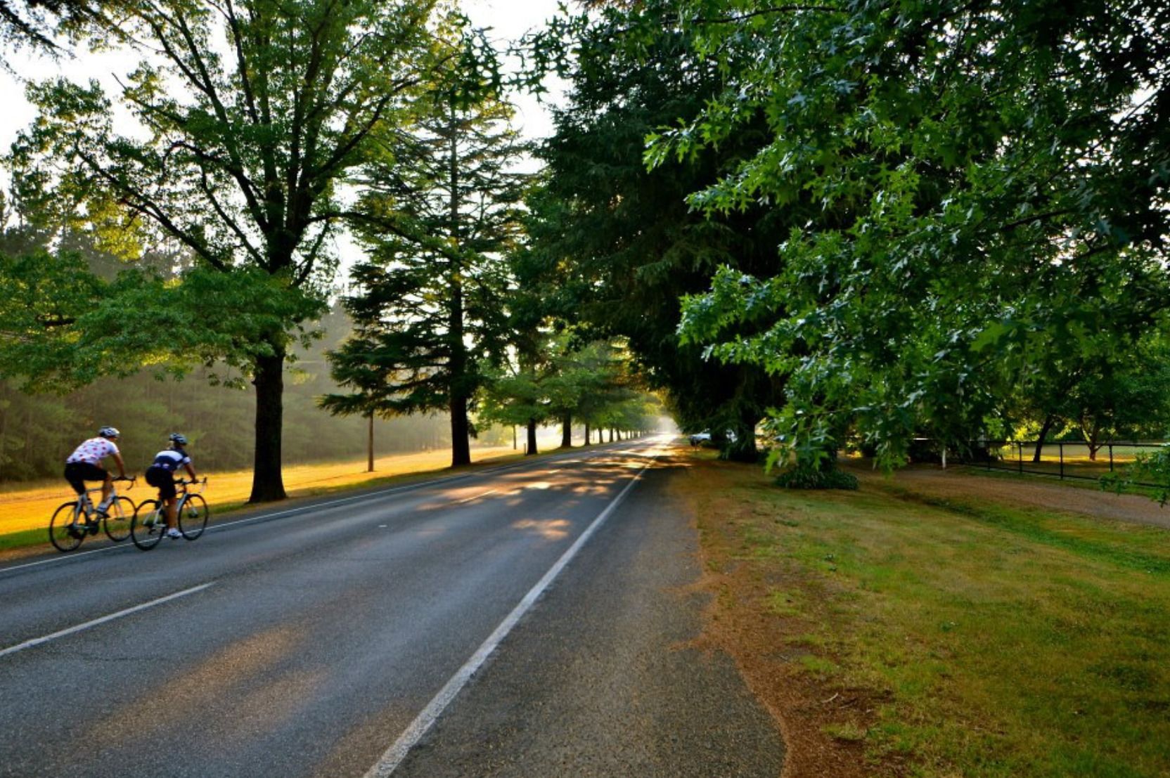 A paved road with cyclists, surrounded by trees and a grassy area.
