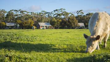 A grassy field with a cow grazing, houses in the background, and trees.